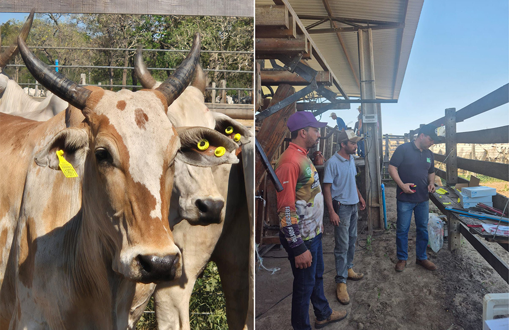 Fazenda de Corumbá é pioneira em MS a receber tecnologia de rastreabilidade bovina por meio do Sebraetec