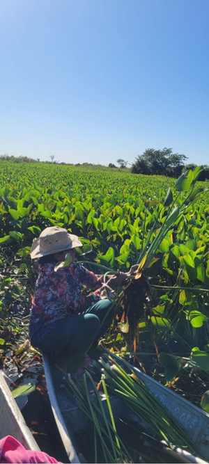 COP30: MPF intensifica atua&ccedil;&atilde;o contra empreendimentos que podem alterar o regime das &aacute;guas do Pantanal