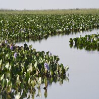 MS na COP30: Estado apresenta ao mundo expertise &uacute;nica em carbono neutro e avan&ccedil;o econ&ocirc;mico sustent&aacute;vel