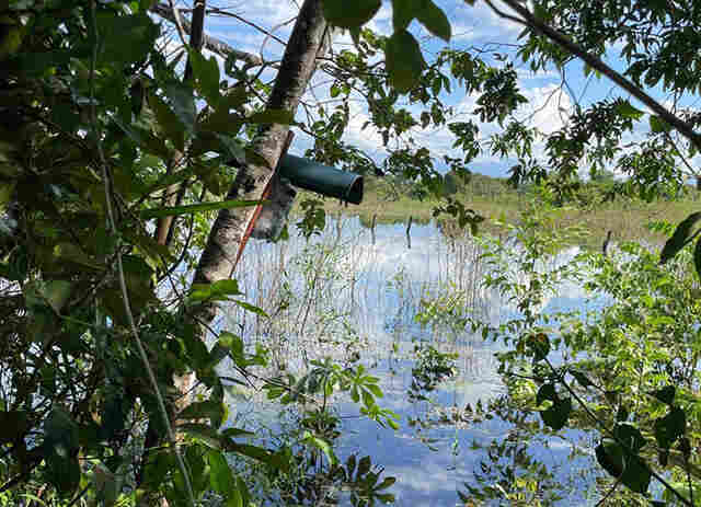 Projeto que alia IA e monitoramento dos sons do Pantanal receber&aacute; investimentos do Bezos Earth Fund