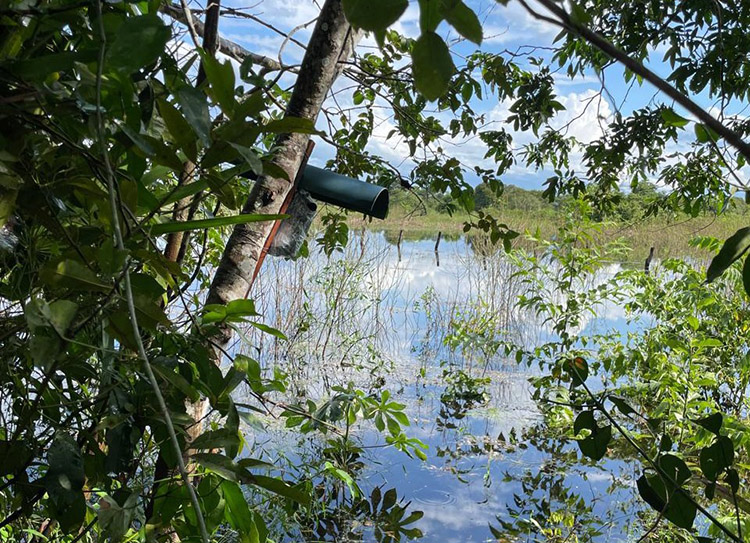 Projeto que alia IA e monitoramento dos sons do Pantanal receber&aacute; investimentos do Bezos Earth Fund