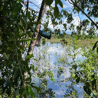 Projeto que alia IA e monitoramento dos sons do Pantanal receber&aacute; investimentos do Bezos Earth Fund
