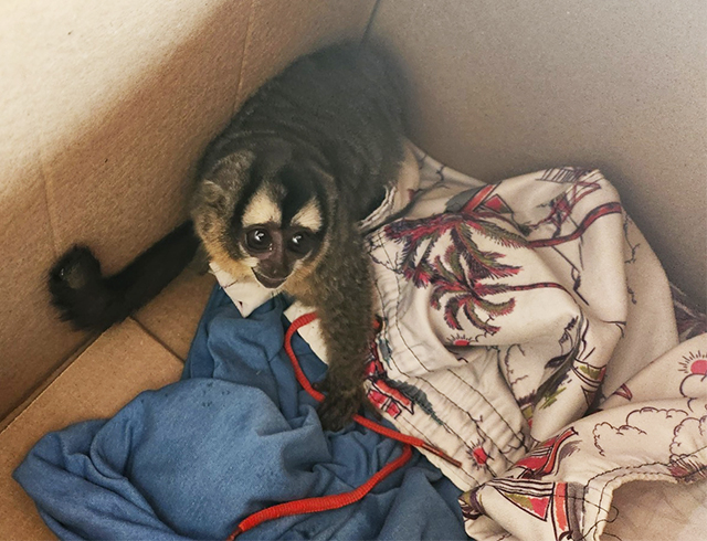 Macaco &eacute; resgatado ap&oacute;s sofrer descarga el&eacute;trica em poste e sofrer queimaduras em Corumb&aacute;