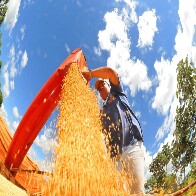 Valor Bruto da Produ&ccedil;&atilde;o Agropecu&aacute;ria de Mato Grosso do Sul cresce 23,6% e atinge R$ 76,3 bilh&otilde;es