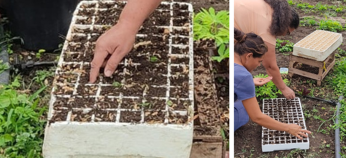 Minicurso de produ&ccedil;&atilde;o de mudas de hortali&ccedil;as em bandejas contribui para melhorar a produ&ccedil;&atilde;o no Assentamento 72, em Lad&aacute;rio