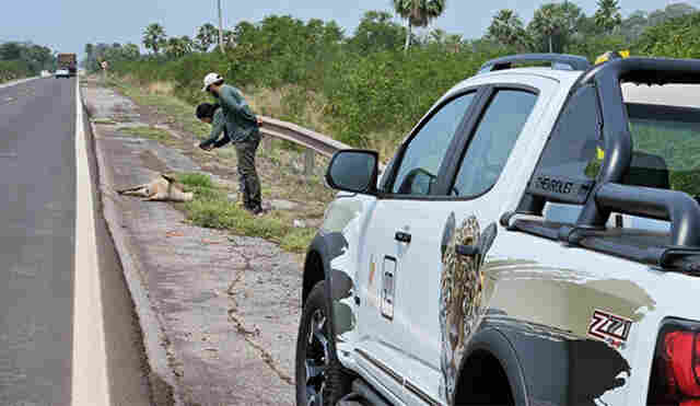 Trecho cr&iacute;tico da BR-262 para a biodiversidade passa a ter plano de migita&ccedil;&atilde;o para redu&ccedil;&atilde;o de impactos