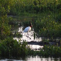 Governo consolida preserva&ccedil;&atilde;o de 126 mil hectares no Pantanal e abre nova chamada do PSA em 2026