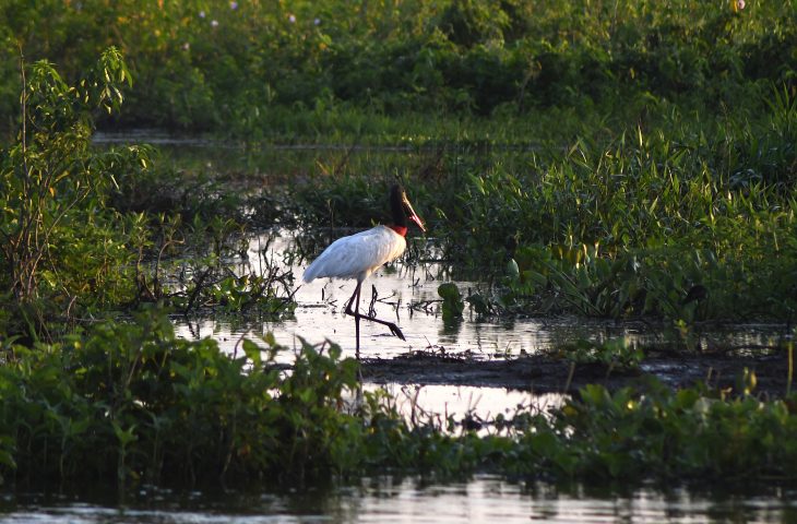 Governo consolida preserva&ccedil;&atilde;o de 126 mil hectares no Pantanal e abre nova chamada do PSA em 2026