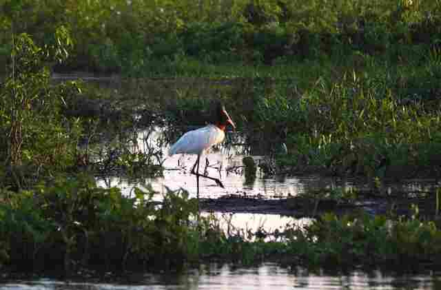 Governo consolida preserva&ccedil;&atilde;o de 126 mil hectares no Pantanal e abre nova chamada do PSA em 2026