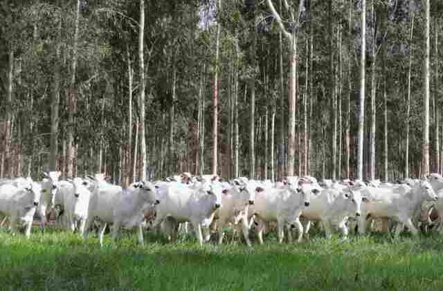 MS conduz recupera&ccedil;&atilde;o de pastagens e se consolida como refer&ecirc;ncia nacional em agropecu&aacute;ria sustent&aacute;vel
