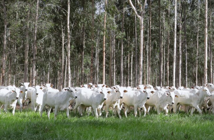 MS conduz recuperação de pastagens e se consolida como referência nacional em agropecuária sustentável
