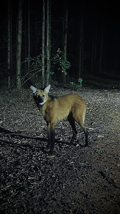 Avistamento de lobo-guar&aacute; em fazenda da Eldorado Brasil mostra integra&ccedil;&atilde;o entre florestas plantadas e fauna silvestre