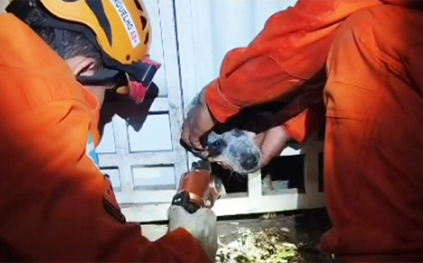 C&atilde;o fica com a cabe&ccedil;a presa no port&atilde;o e &eacute; resgatado pelos Bombeiros em Corumb&aacute;