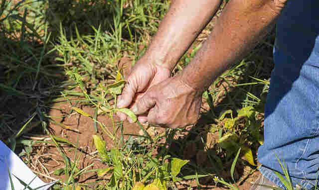 Agricultores familiares da regi&atilde;o de Porto Morrinho ter&atilde;o atendimento de microcr&eacute;dito no dia 22