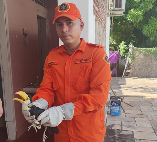 Bombeiros resgatam filhote de tucano ap&oacute;s queda de &aacute;rvore no jardim da Independ&ecirc;ncia 