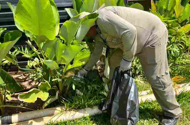 MS se antecipa, alinha estrat&eacute;gias com munic&iacute;pios e refor&ccedil;a controle do Aedes aegypti para 2026