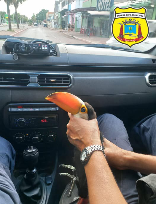 Guarda Civil Municipal resgata tucano ap&oacute;s colis&atilde;o no teto da rodovi&aacute;ria de Corumb&aacute;
