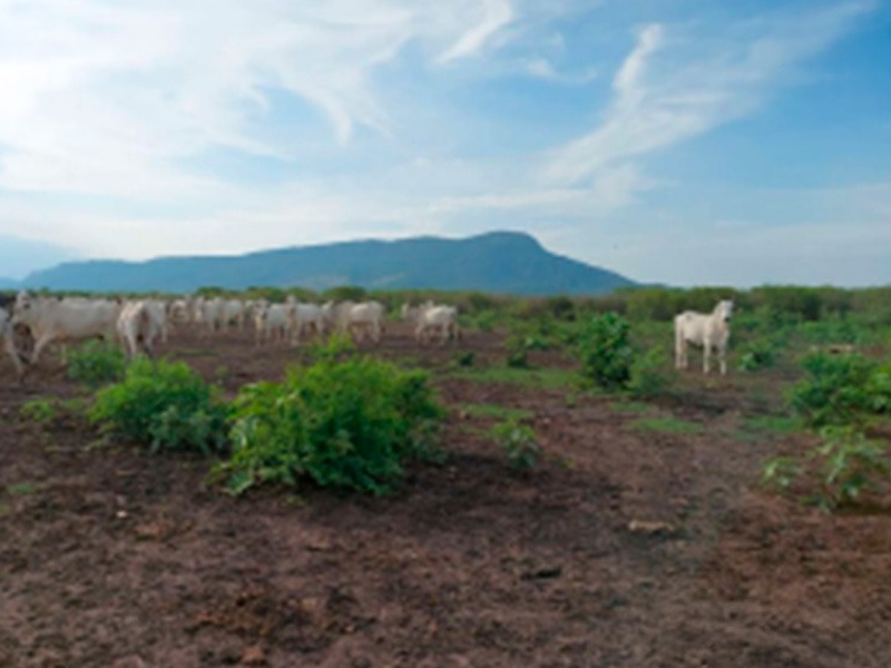 Após fiscalização, MPMS investiga desmatamento ilegal em fazenda de Corumbá