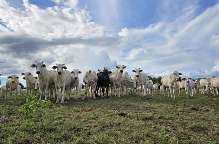 Recupera&ccedil;&atilde;o de pastagens em MS avan&ccedil;a com pol&iacute;ticas p&uacute;blicas estruturantes, cr&eacute;dito e tecnologias