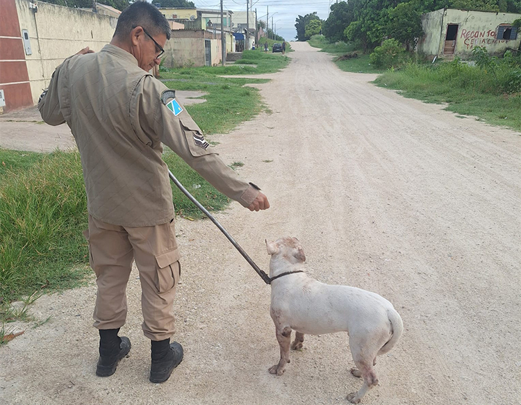 Bombeiros s&atilde;o acionados em Lad&aacute;rio para capturar pitbull solto nas ruas do bairro Santo Ant&ocirc;nio