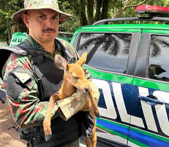 Com sinais de desidrata&ccedil;&atilde;o cervo-do-Pantanal &eacute; resgatado &agrave;s margens da BR-262 e entregue a PMA
