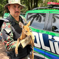 Com sinais de desidrata&ccedil;&atilde;o cervo-do-Pantanal &eacute; resgatado &agrave;s margens da BR-262 e entregue a PMA