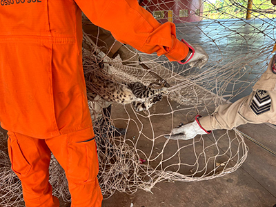 Gato retido em rede &eacute; resgatado pelos bombeiros no poliesportivo da Na&ccedil;&atilde;o Guat&oacute;s em Corumb&aacute;