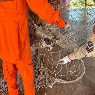 Gato retido em rede &eacute; resgatado pelos bombeiros no poliesportivo da Na&ccedil;&atilde;o Guat&oacute;s em Corumb&aacute;