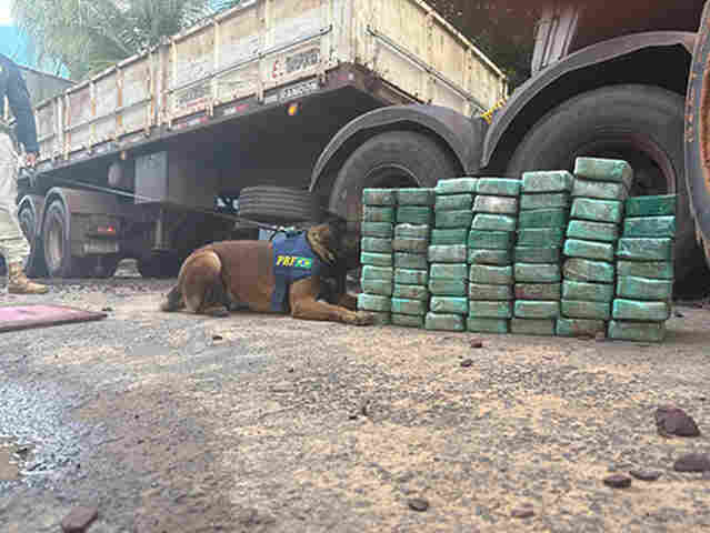 Com c&atilde;es farejadores PRF apreende 215 Kg de coca&iacute;na em carreta de min&eacute;rio que saiu de Corumb&aacute;