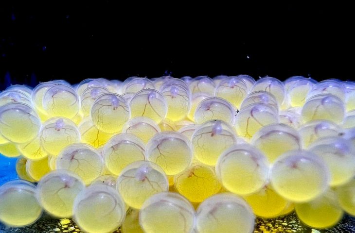 Bioparque alcan&ccedil;a a 100&ordf; esp&eacute;cie reproduzida e se consolida como o maior banco gen&eacute;tico vivo de &aacute;gua doce