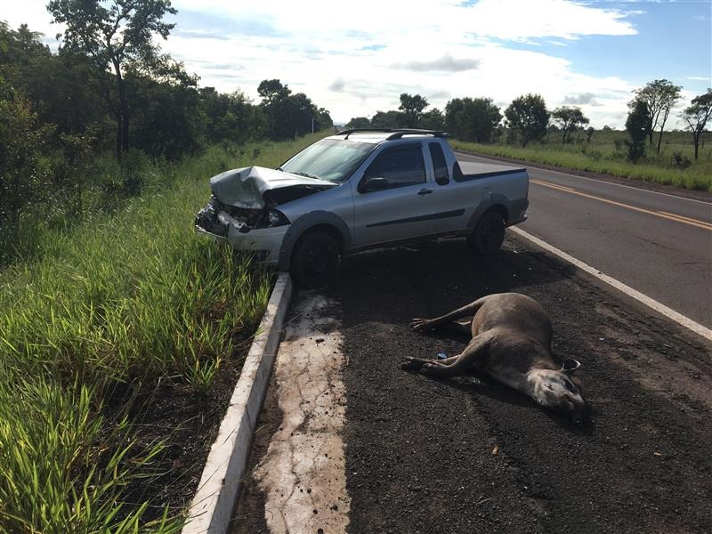 Ferramenta desenvolvida pelo MPMS para reduzir atropelamentos de animais ser&aacute; lan&ccedil;ada na COP15