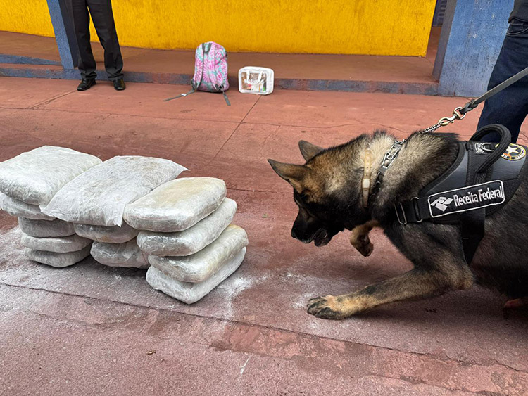 Passageira de 19 anos &eacute; detida em &ocirc;nibus na Rodovia Ram&atilde;o Gomes trecho da BR-262 com 15 kg de skunk