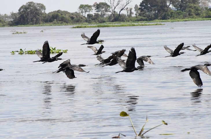 COP15: Pantanal &eacute; ponto de parada e alimenta&ccedil;&atilde;o para 190 esp&eacute;cies de aves migrat&oacute;rias do Continente