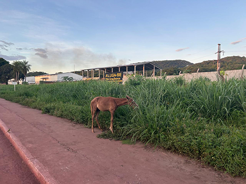 Yussef cobra provid&ecirc;ncias para remo&ccedil;&atilde;o de animais soltos pelas ruas da cidade