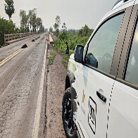 COP15 ter&aacute; lan&ccedil;amento de plataforma in&eacute;dita para mitigar atropelamentos de animais em rodovias