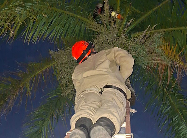 Linha de pipa prende tucano em palmeira imperial da Avenida General Rondon 