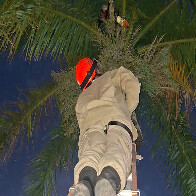 Linha de pipa prende tucano em palmeira imperial da Avenida General Rondon 