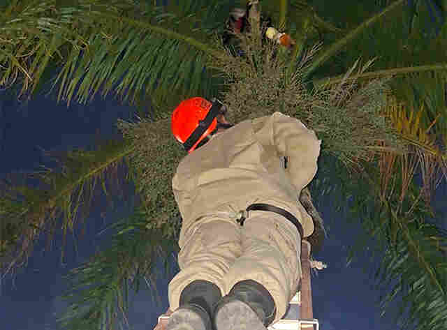 Linha de pipa prende tucano em palmeira imperial da Avenida General Rondon 