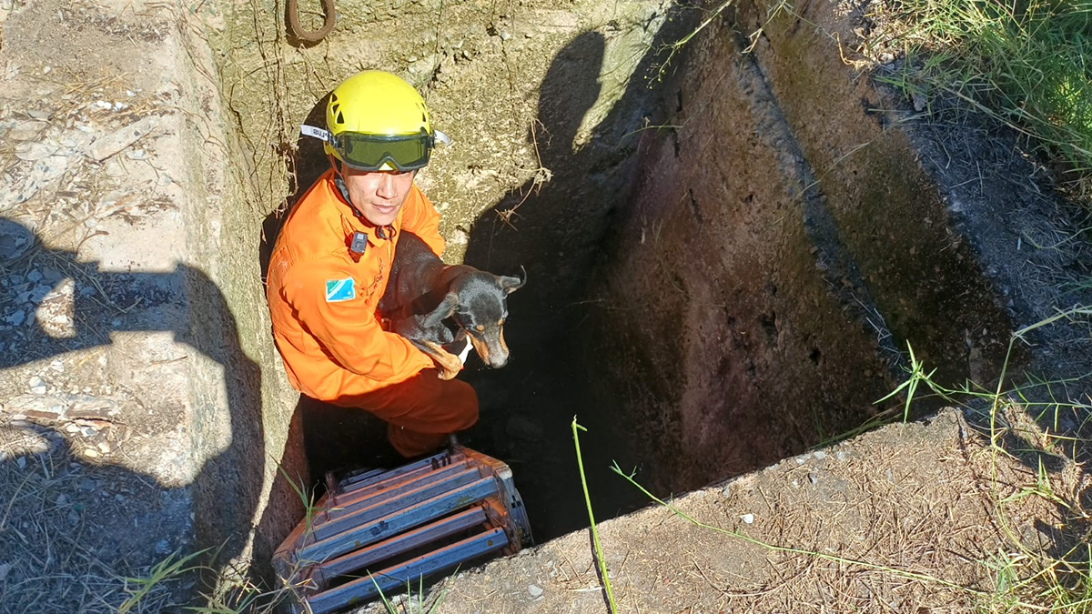 Bombeiros resgatam filhote de cachorro ap&oacute;s cair em bueiro de 4 metros de profundidade em Corumb&aacute;