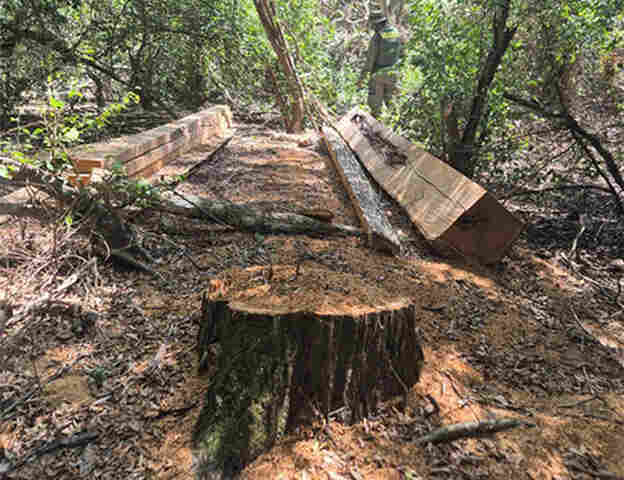Opera&ccedil;&atilde;o combate explora&ccedil;&atilde;o ilegal de madeira em terra ind&iacute;gena no Pantanal