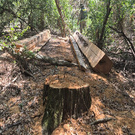 Opera&ccedil;&atilde;o combate explora&ccedil;&atilde;o ilegal de madeira em terra ind&iacute;gena no Pantanal