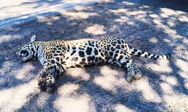 PMA recolhe corpo de on&ccedil;a pintada atropelada na BR-262 entre Miranda e Corumb&aacute;