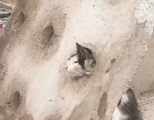 Bombeiros resgatam filhote de gato preso em buraco de bueiro na escola CAIC em Corumb&aacute;
