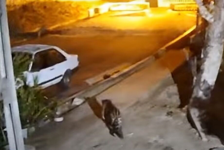 Grupo Técnico realizará a captura da onça-pintada que ronda a área urbana de Corumbá