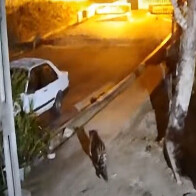 Grupo T&eacute;cnico realizar&aacute; a captura da on&ccedil;a-pintada que ronda a &aacute;rea urbana de Corumb&aacute;