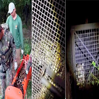Ap&oacute;s captura, on&ccedil;a-pintada que rondava o bairro Generoso ser&aacute; monitorada e solta em seu habitat natural  