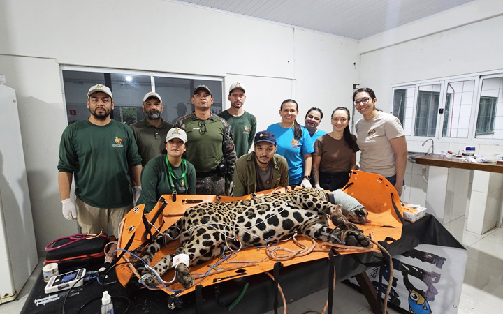 On&ccedil;a-pintada capturada ganha nome para homenagear Corumb&aacute; e passa a ser monitorada na Rede Amolar