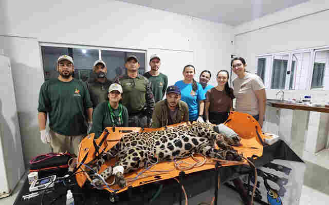 On&ccedil;a-pintada capturada ganha nome para homenagear Corumb&aacute; e passa a ser monitorada na Rede Amolar