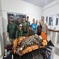 On&ccedil;a-pintada capturada ganha nome para homenagear Corumb&aacute; e passa a ser monitorada na Rede Amolar