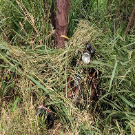 Motociclista perde a vida ap&oacute;s sair da pista na BR-262 e parar em meio &agrave; vegeta&ccedil;&atilde;o em Corumb&aacute;